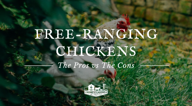 Free-Ranging Chickens- The Professionals vs The Cons