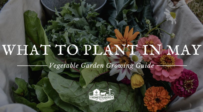 What to Plant in May: Vegetable Yard Rising Data